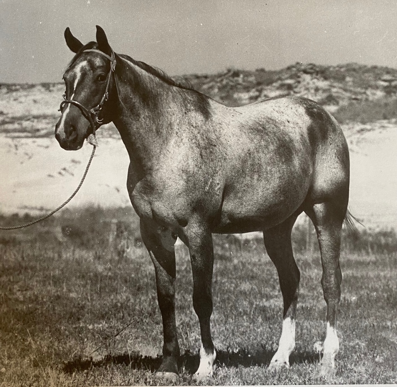 Chipeta