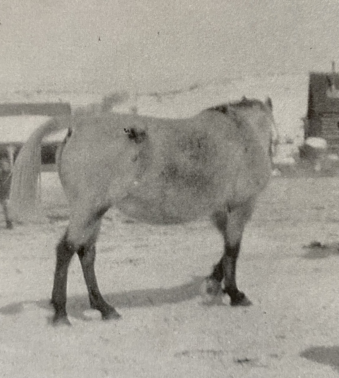 Old Blue Mare